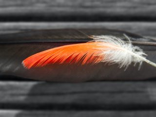 Light as a feather